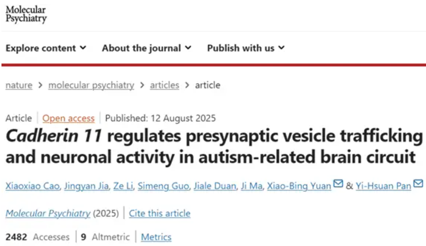 Molecular Psychiatry| 钙黏蛋白 11（CDH11）通过调控突触前囊泡运输，影响自闭症相关脑回路的神经元活性